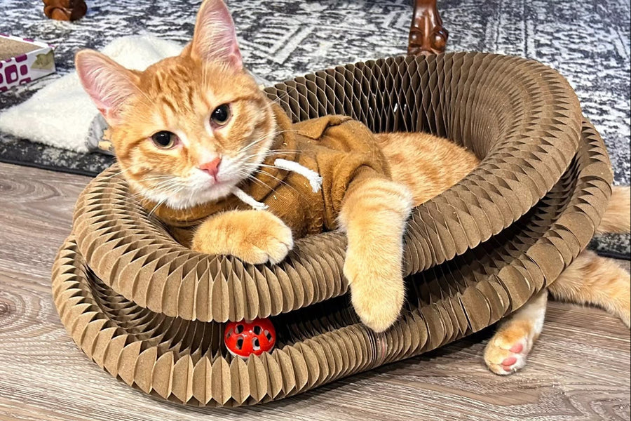 🐾 ストレス解消
